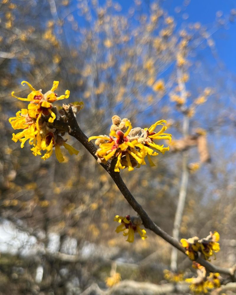 Buttercup Winter Hazel