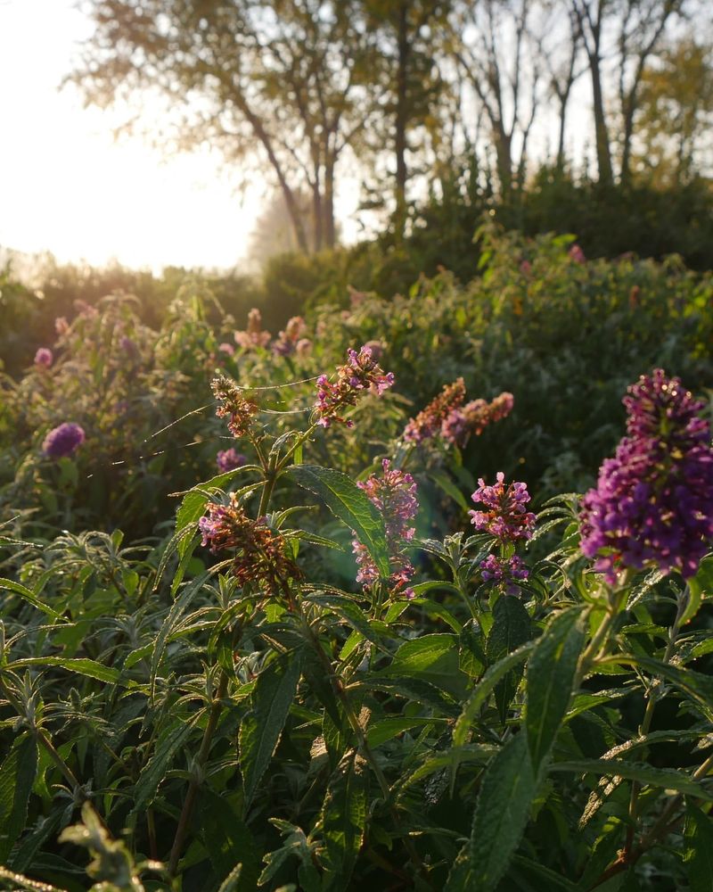 Butterfly Bush