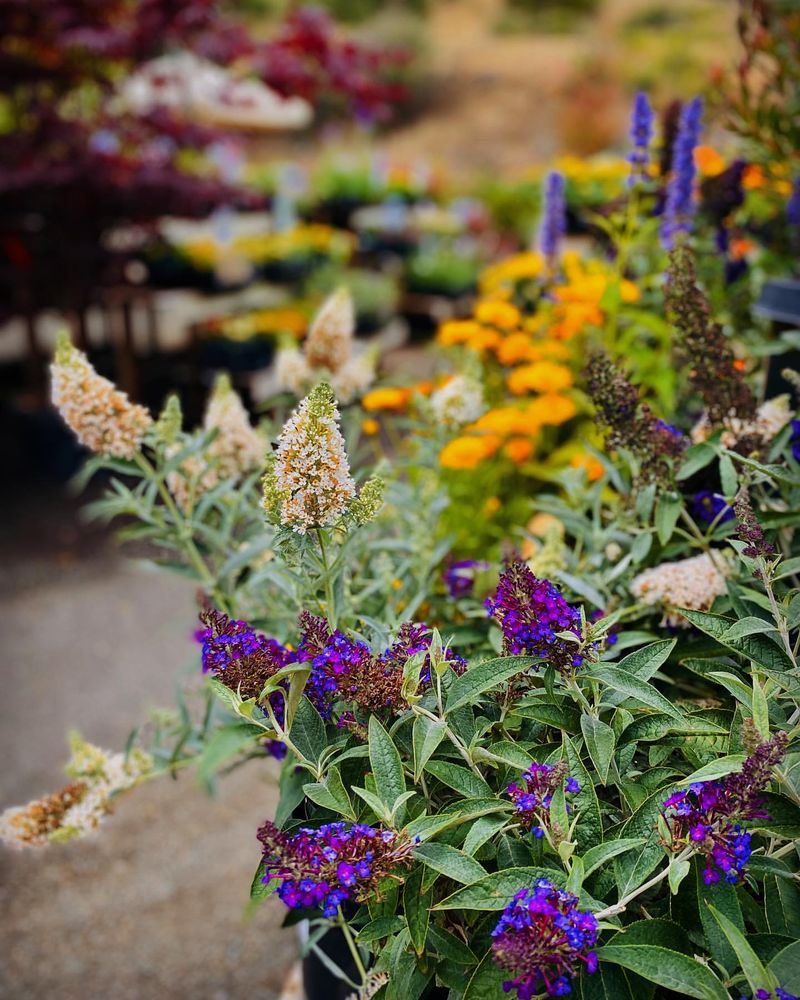 Butterfly Bush