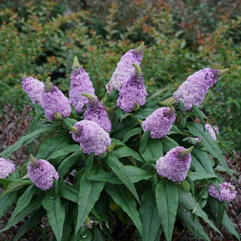 Butterfly Bush