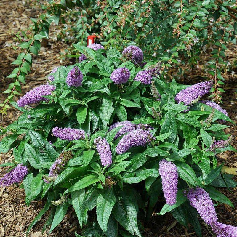 Butterfly Bush