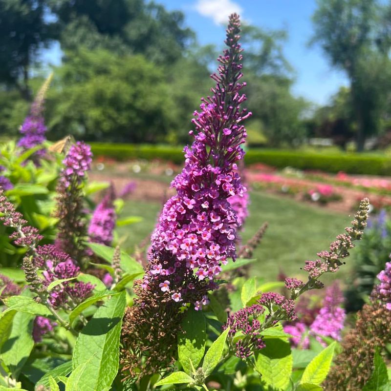 Butterfly Bush