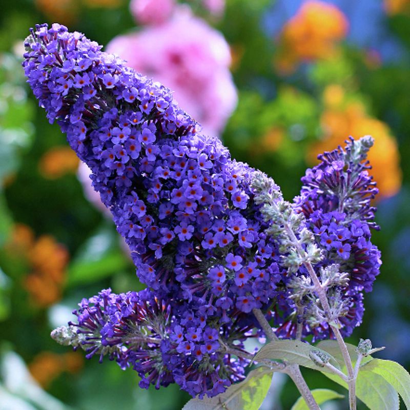 Butterfly Bush