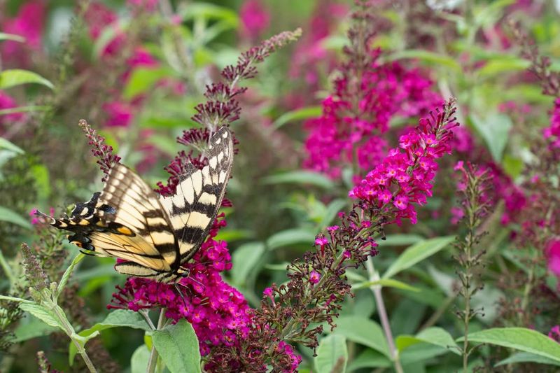 Butterfly Bush