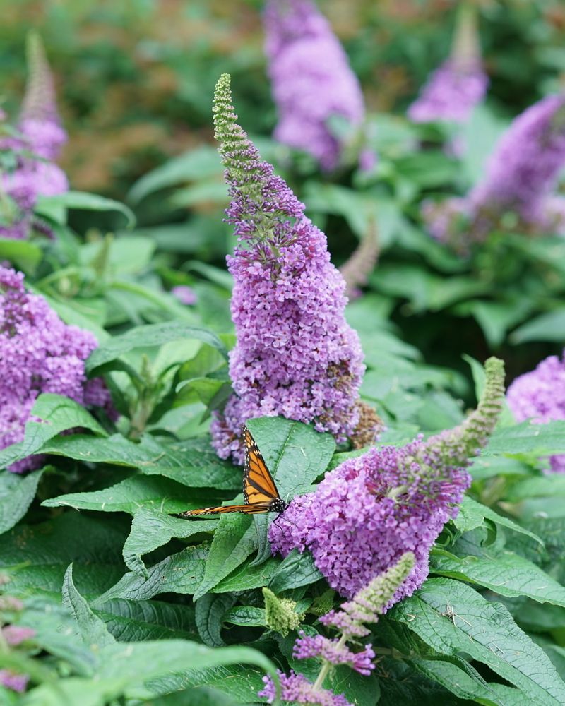 Butterfly Bush