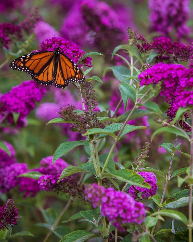 Butterfly Bush