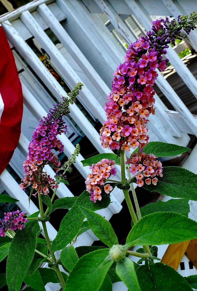 Butterfly Bush