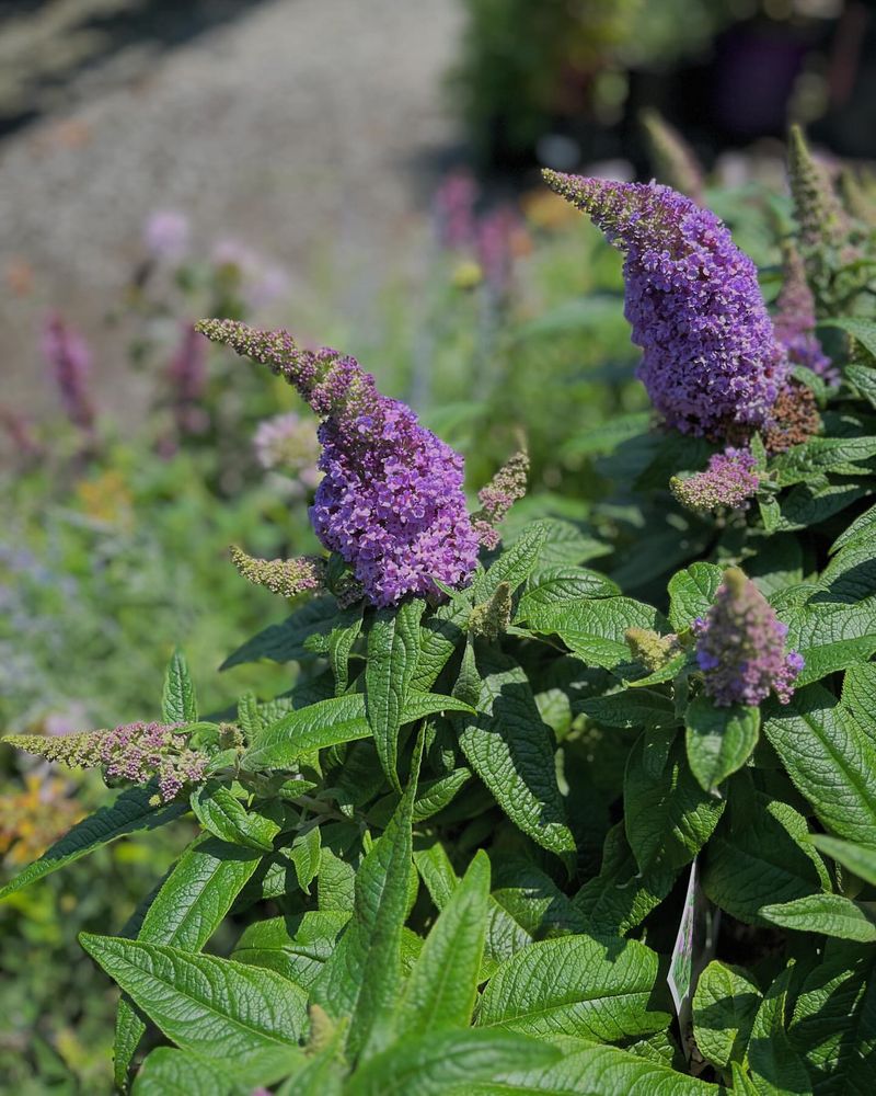 Butterfly Bush