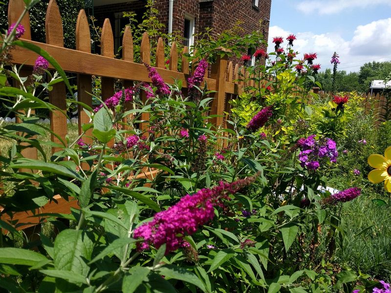 Butterfly Bush Fence