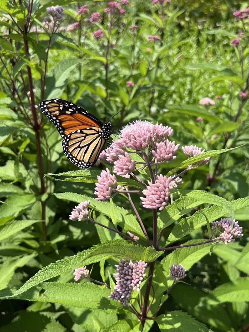 Butterfly Flower Border