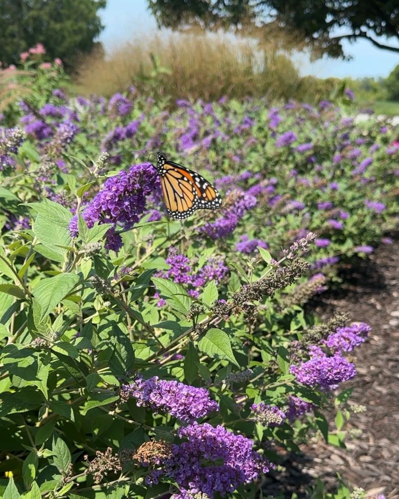 Butterfly Garden