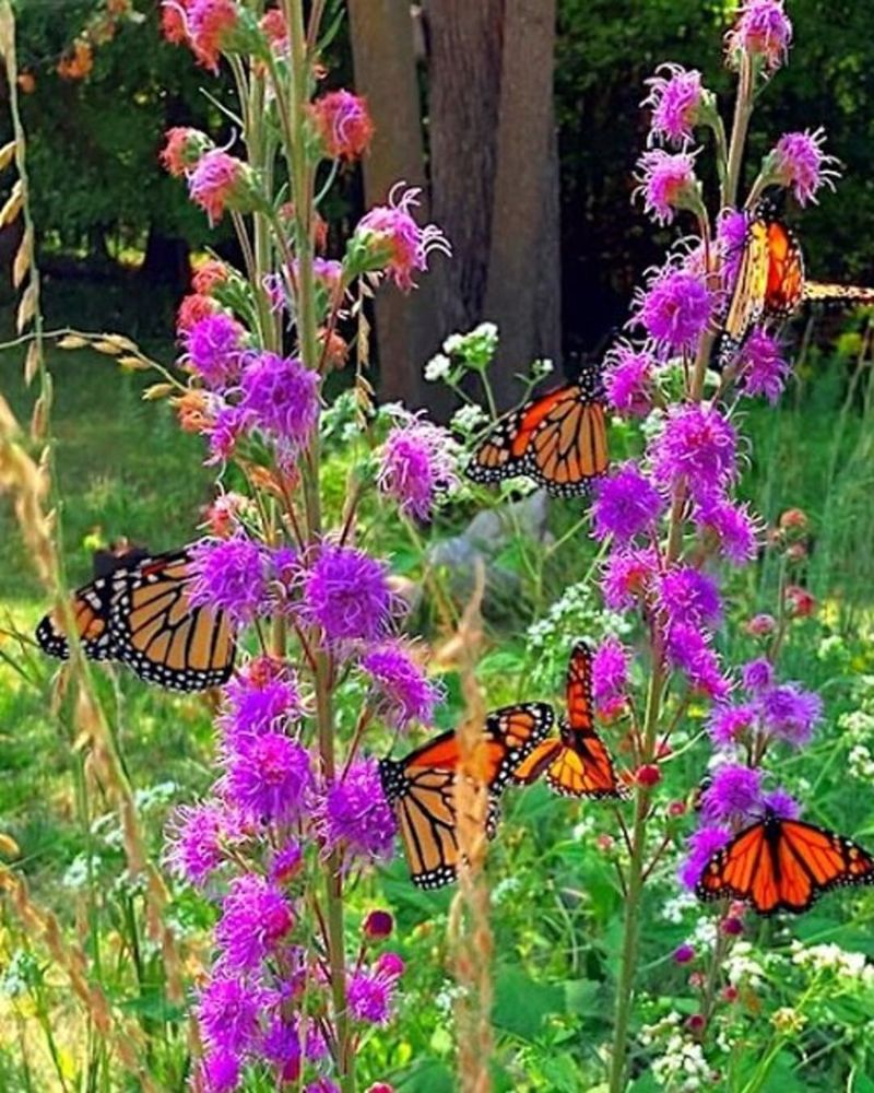 Butterfly Garden