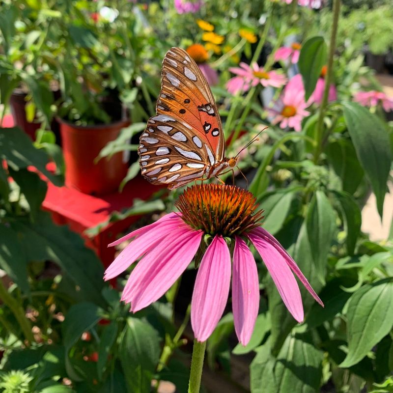 Butterfly Garden Delight