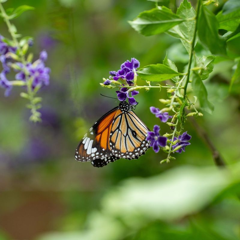 Butterfly Haven