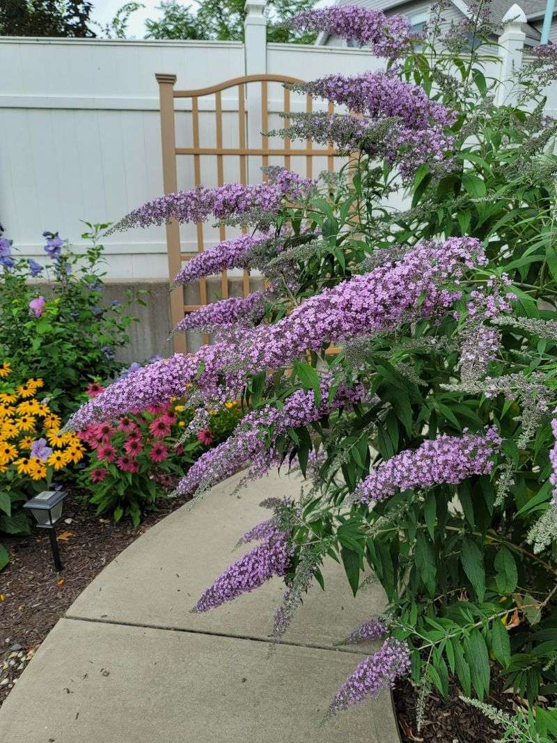 Butterfly Haven with Buddleia