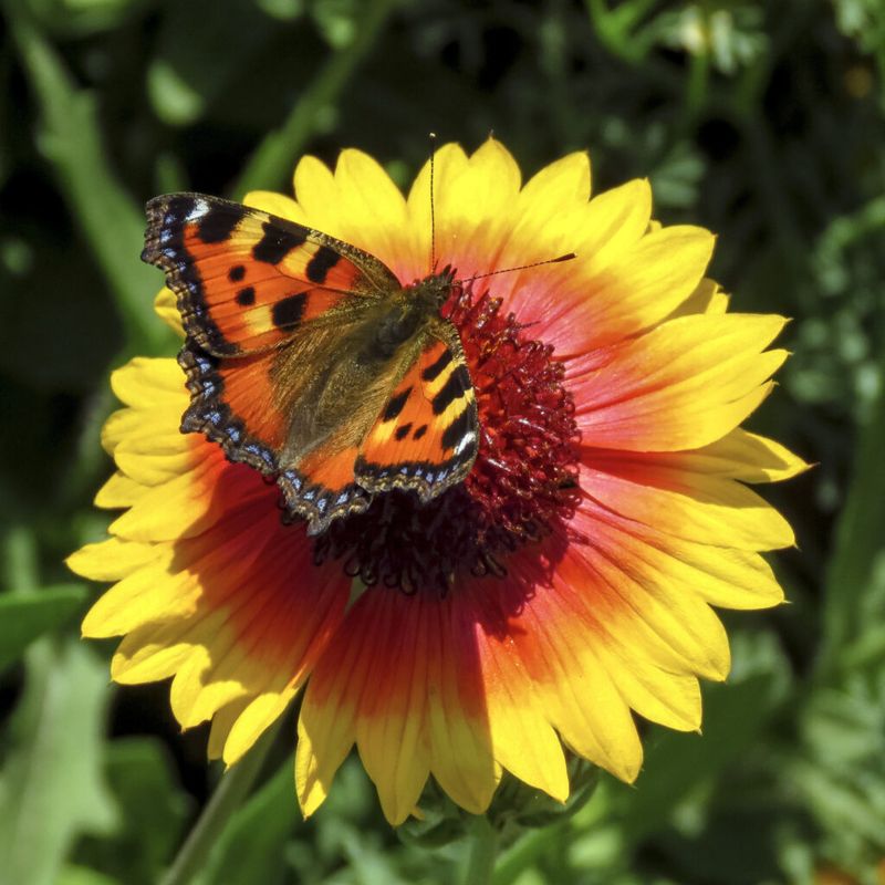 Butterfly Magnets