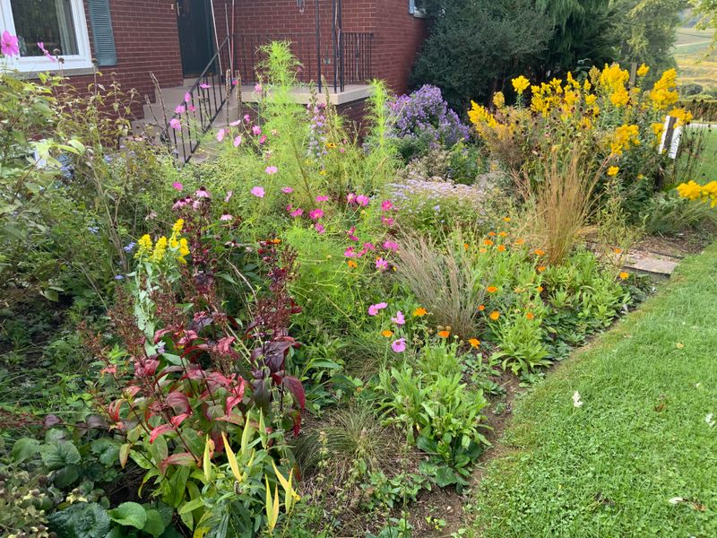 Butterfly Meadow