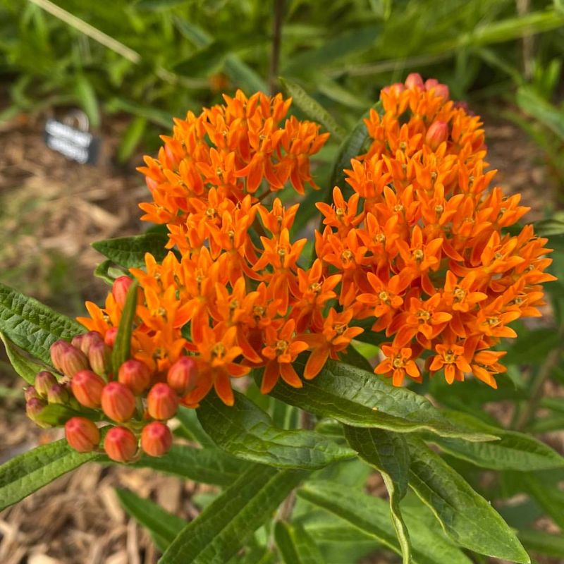 Butterfly Milkweed (Asclepias tuberosa)