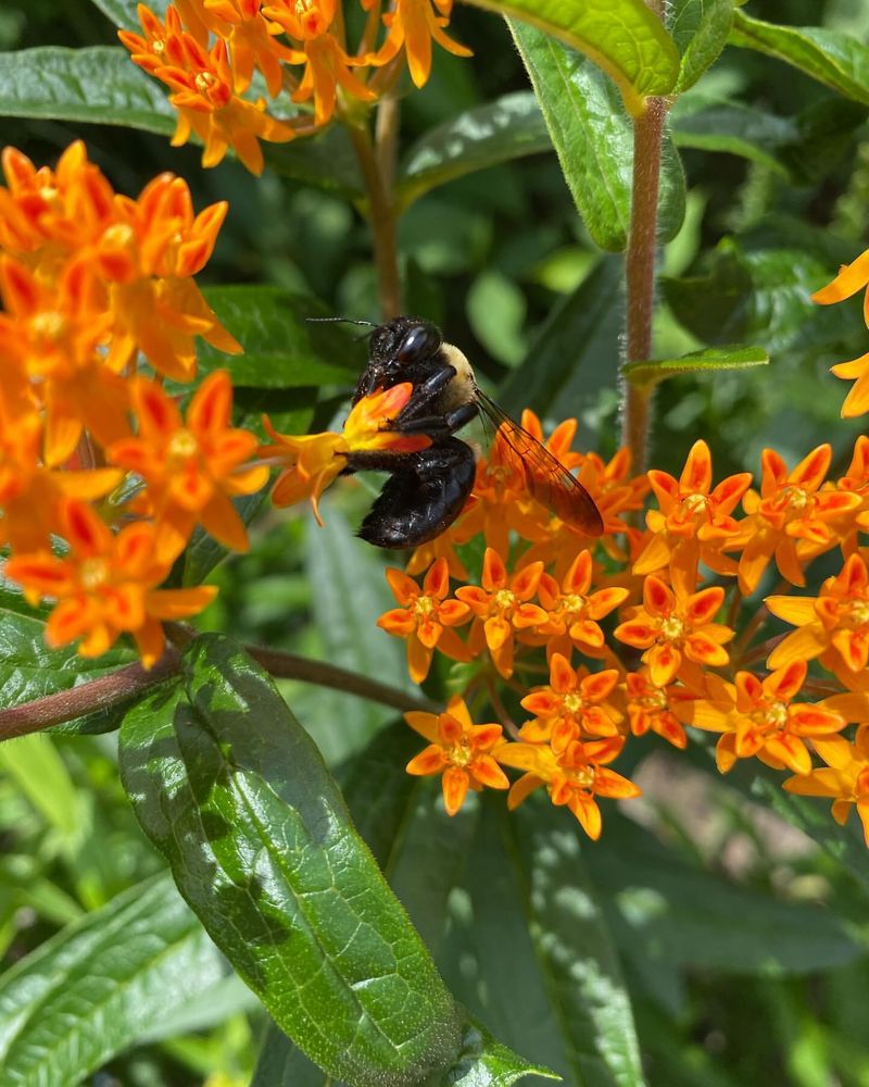 Butterfly Weed