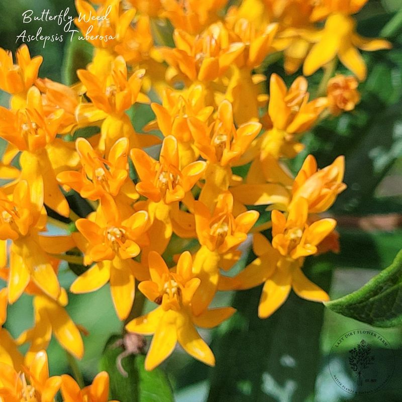 Butterfly Weed