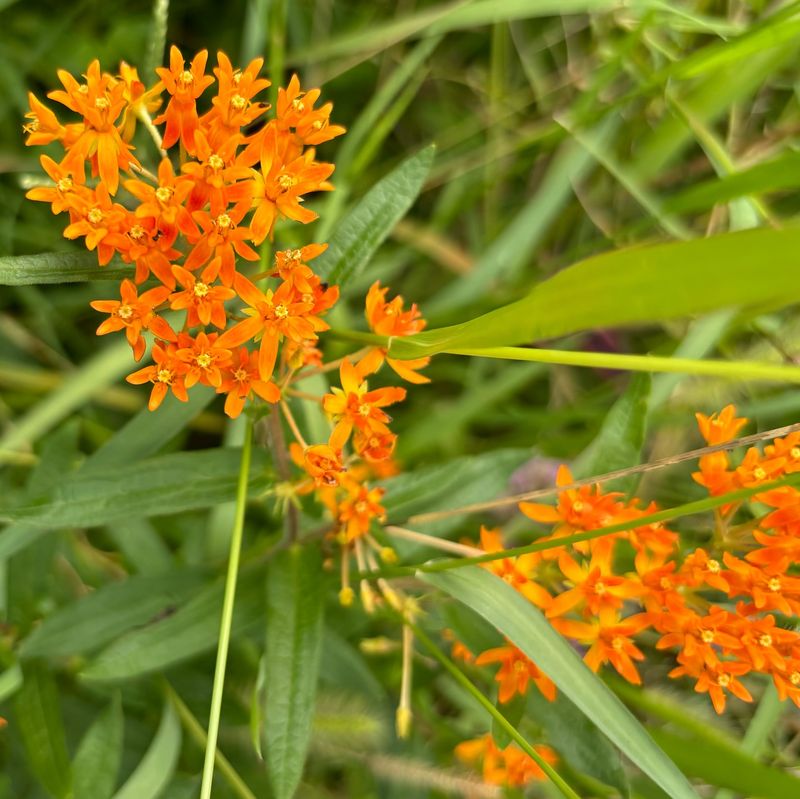 Butterfly Weed