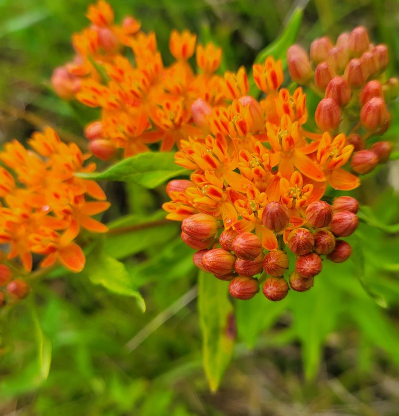 Butterfly Weed