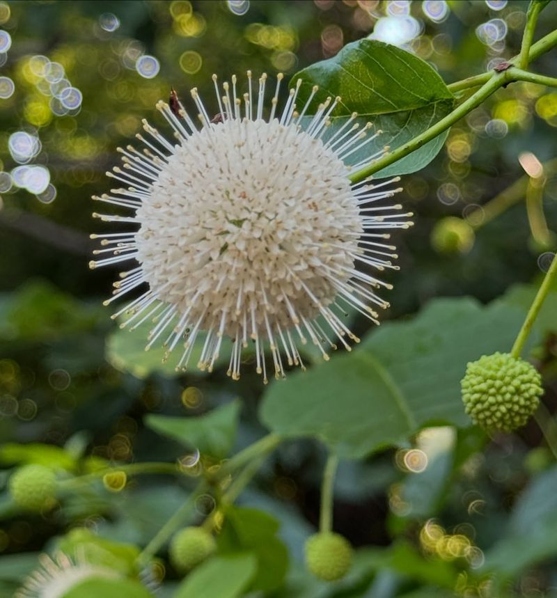 Buttonbush