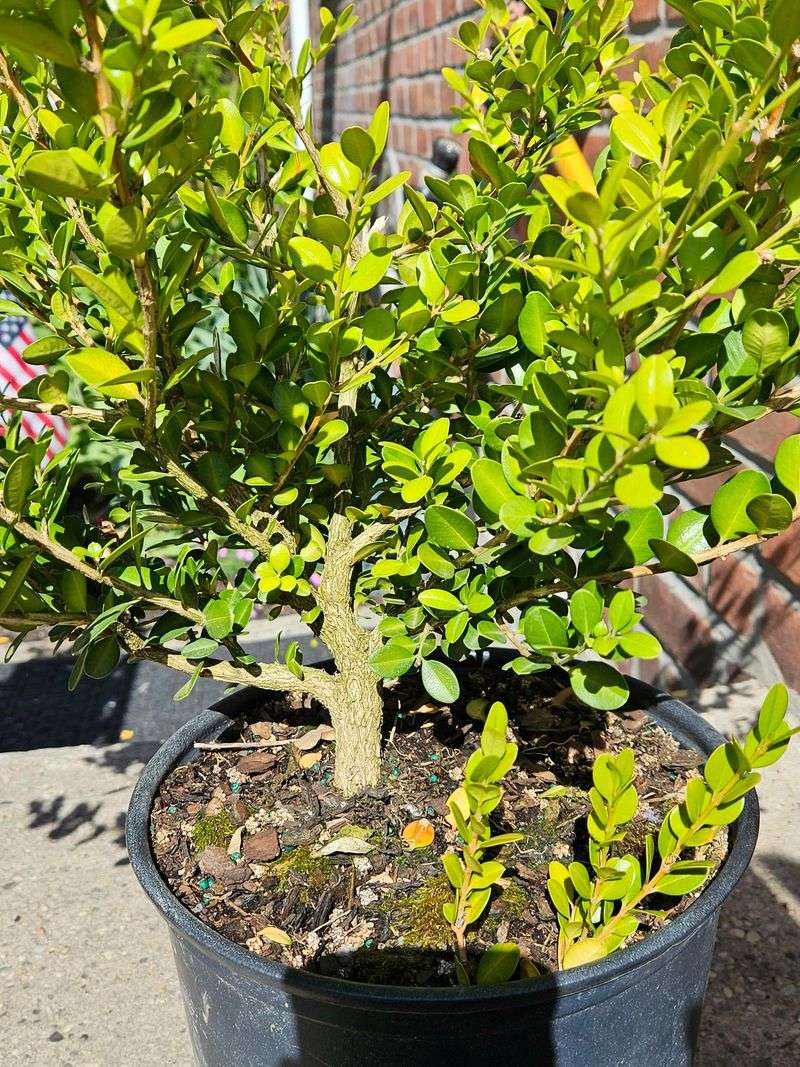 Buxus Microphylla