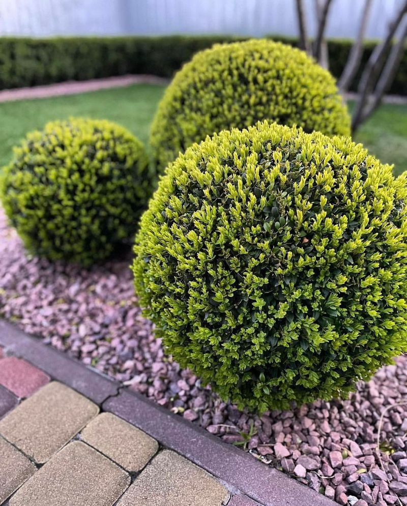 Buxus