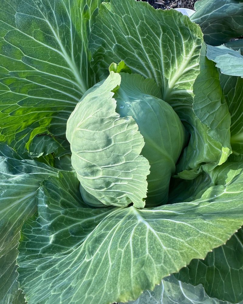 Cabbage