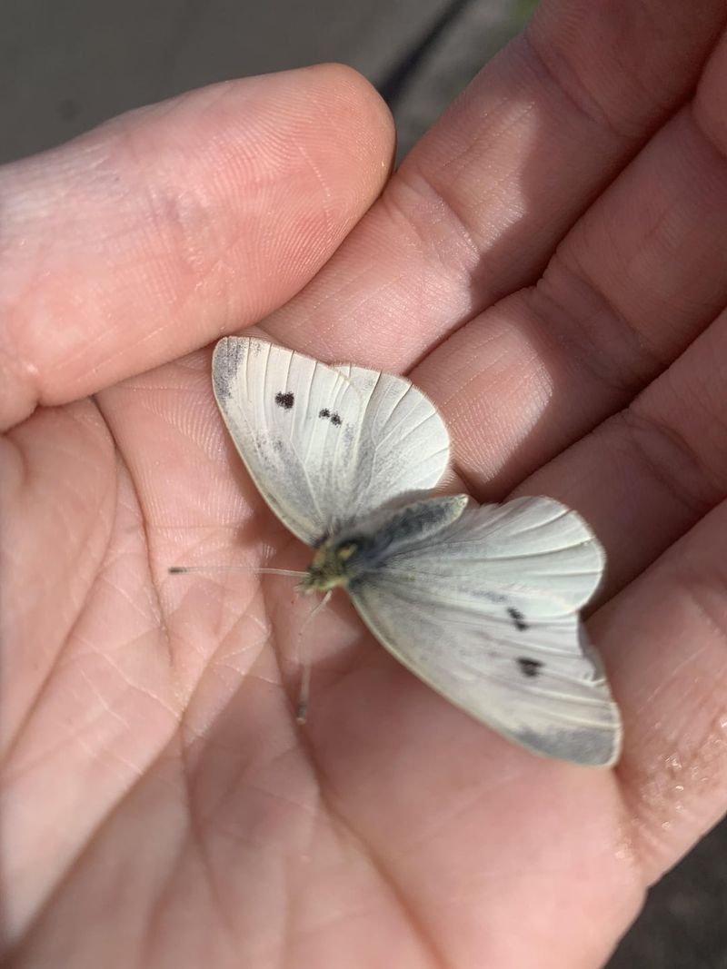 Cabbage White Butterfly