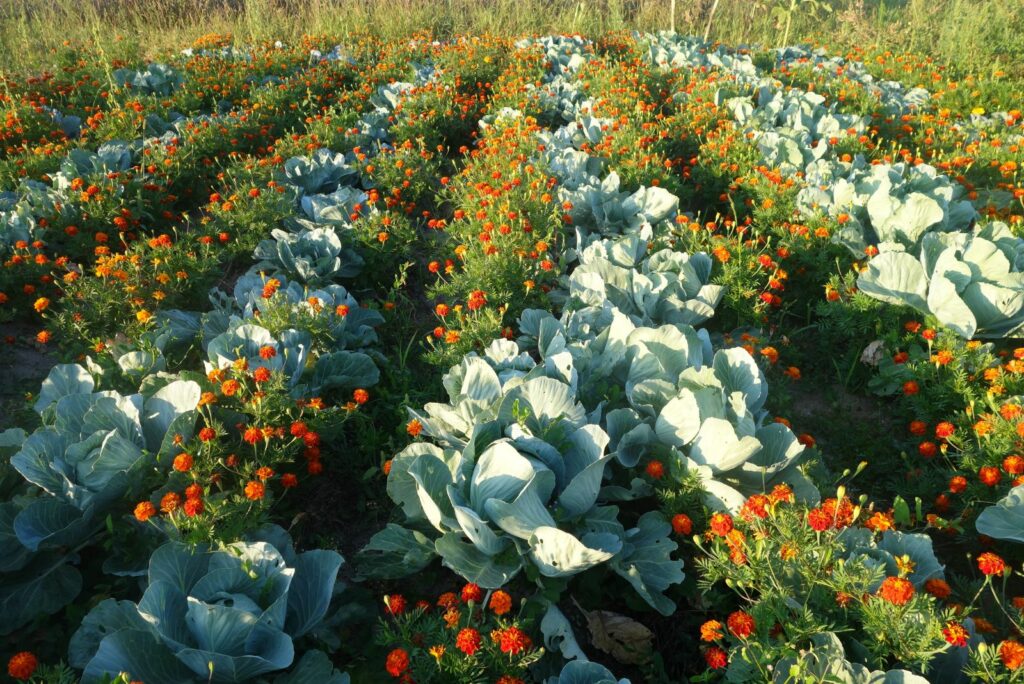 Cabbage rows with marigolds