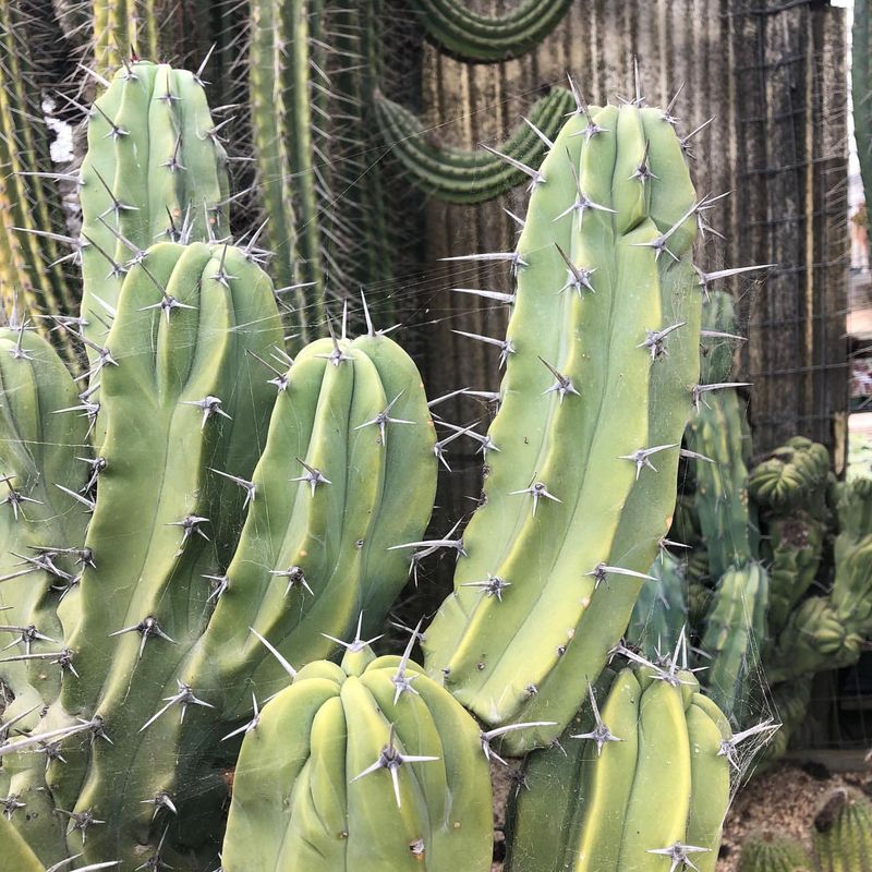 Cacti