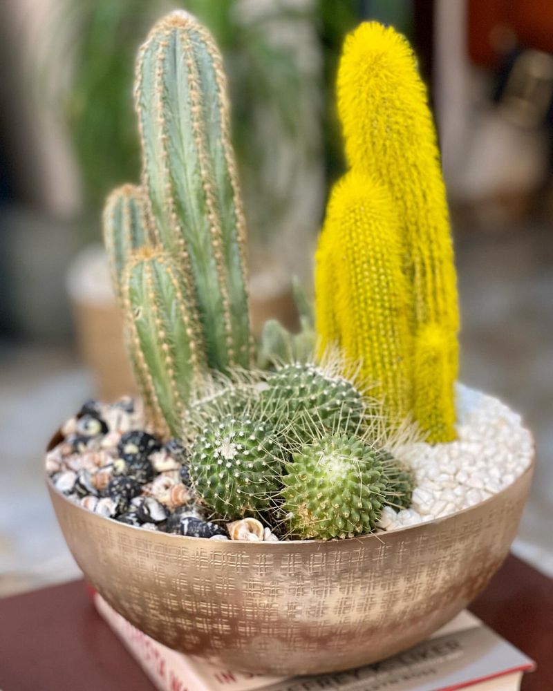 Cactus