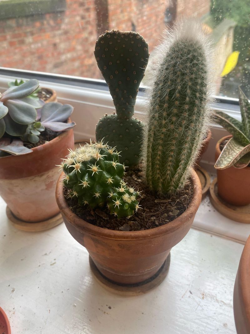 Cactus