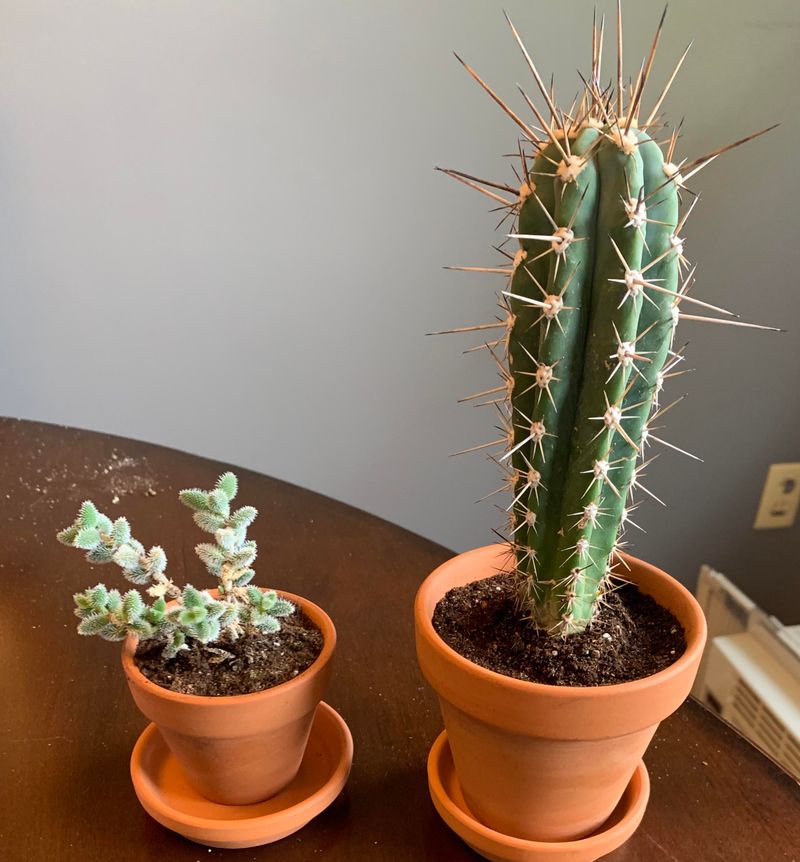 Cactus