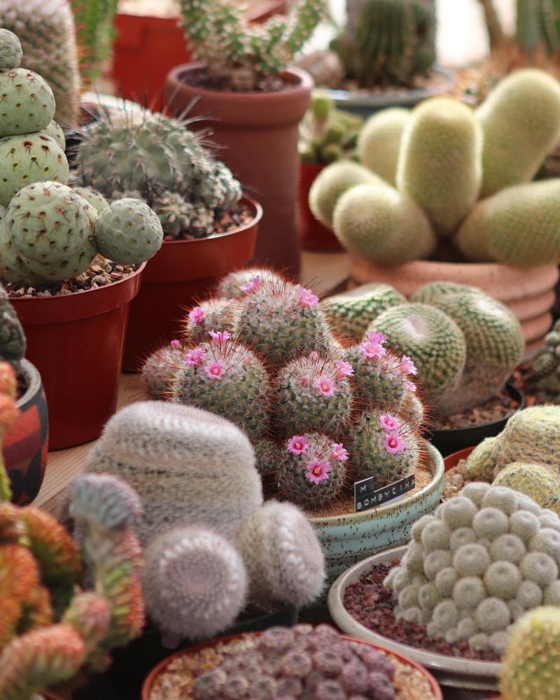 Cactus Wonderland