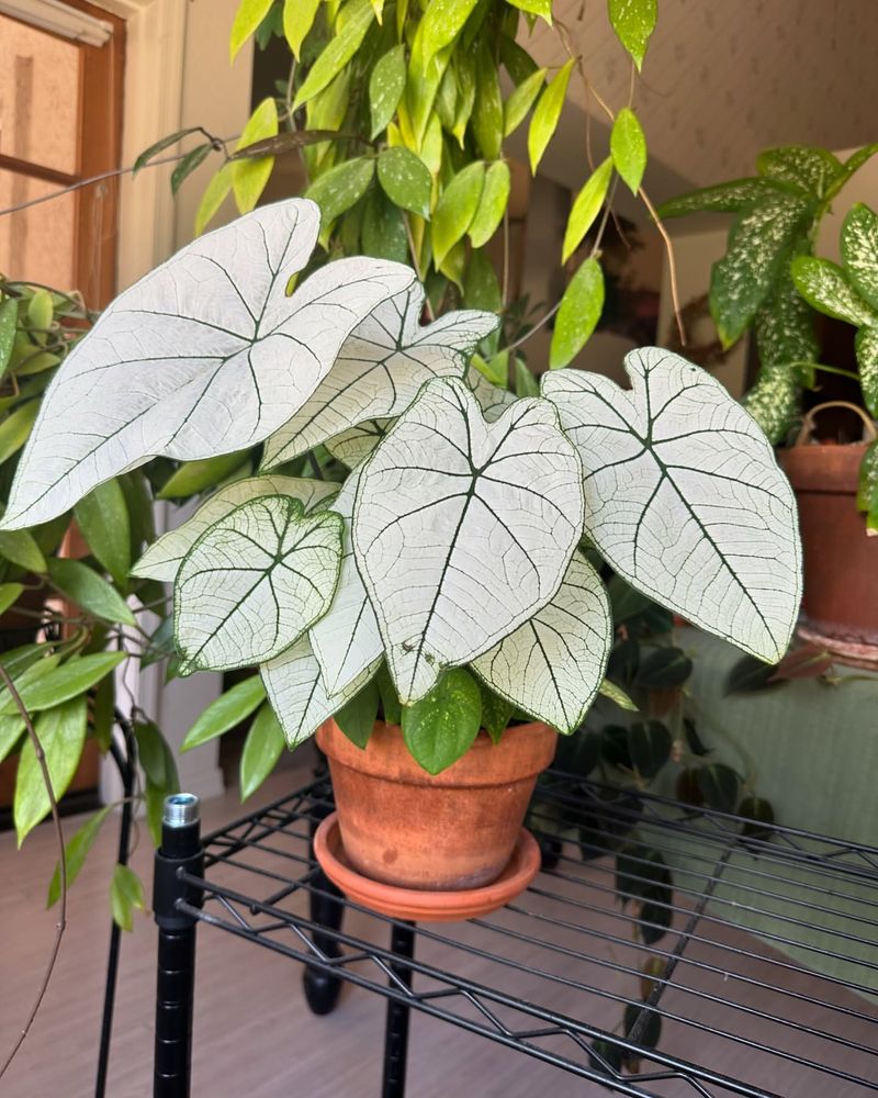 Caladium