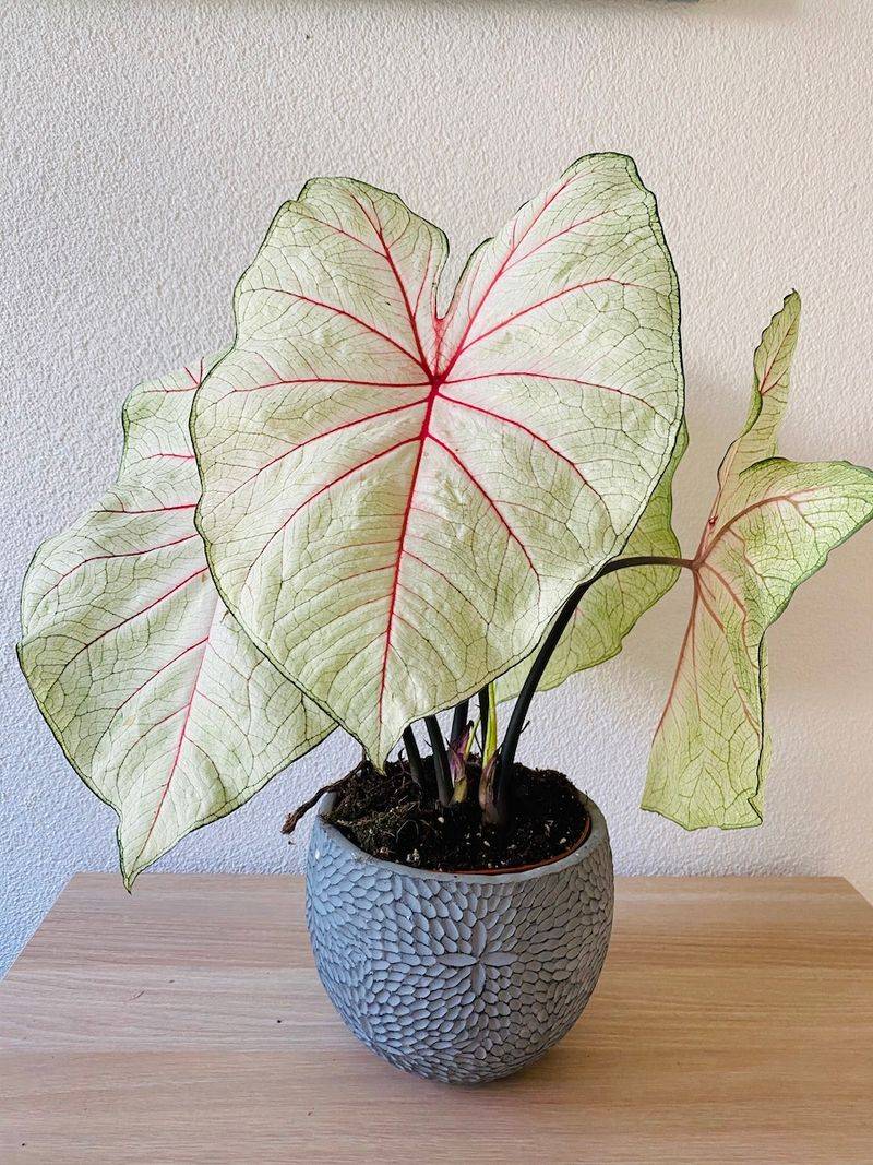 Caladium