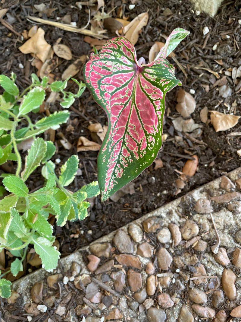 Caladiums