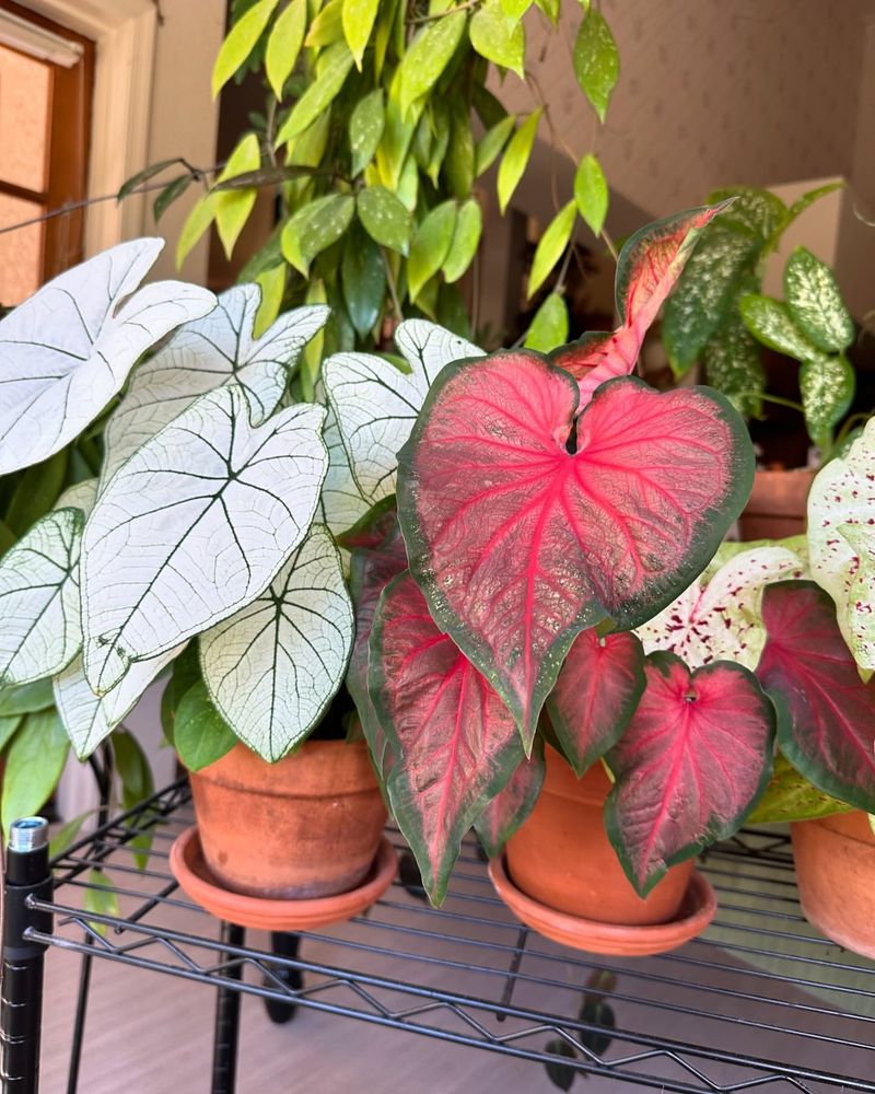 Caladiums