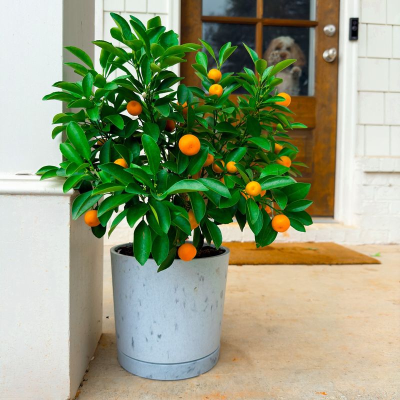 Calamondin Orange