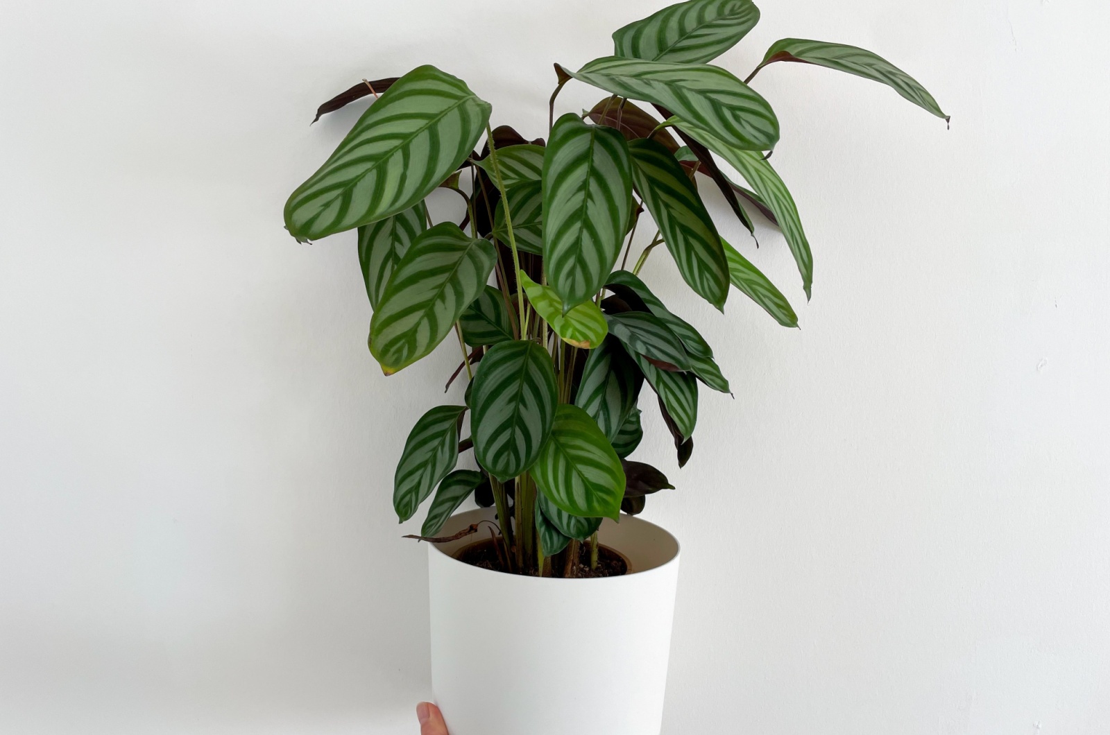 Calathea