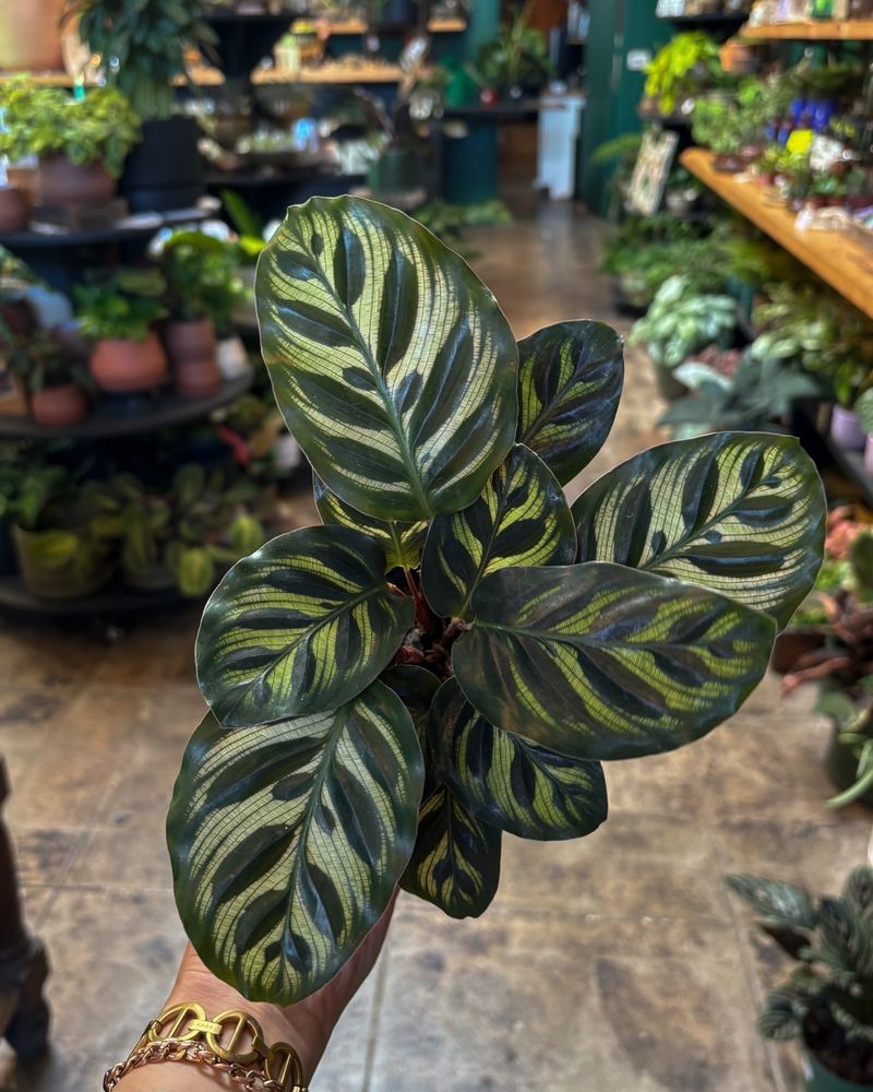 Calathea