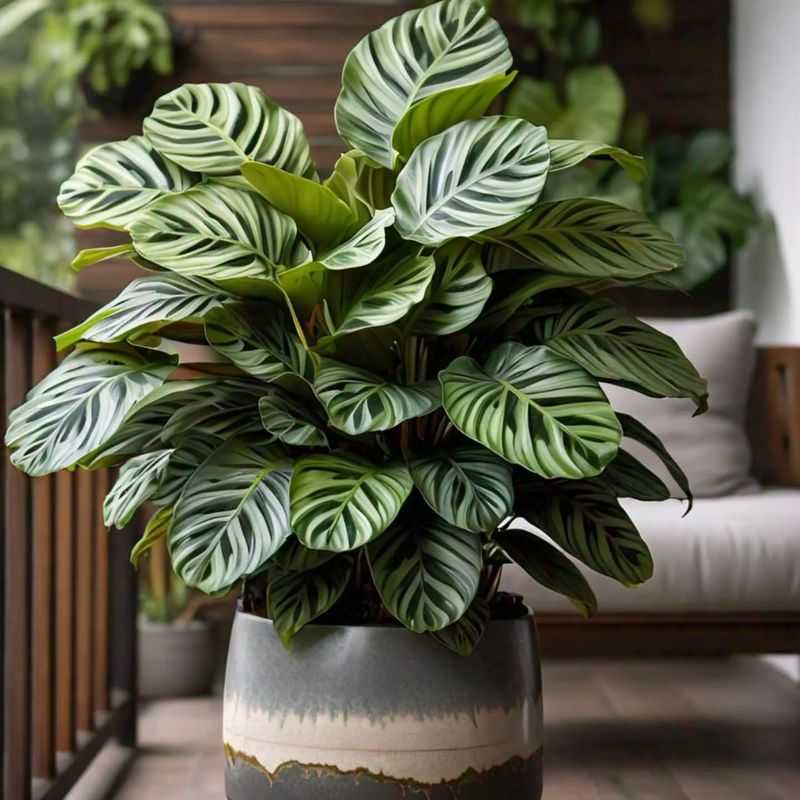 Calathea