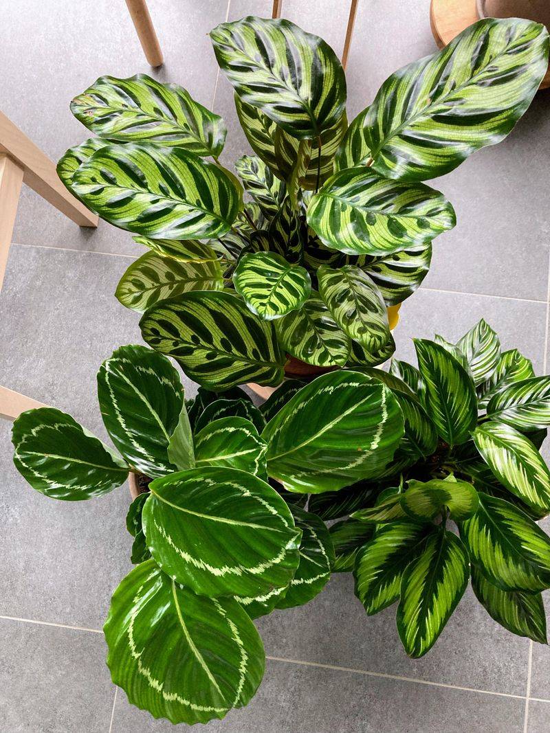 Calathea