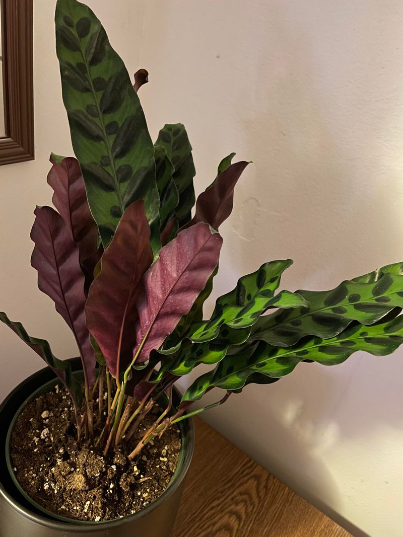 Calathea