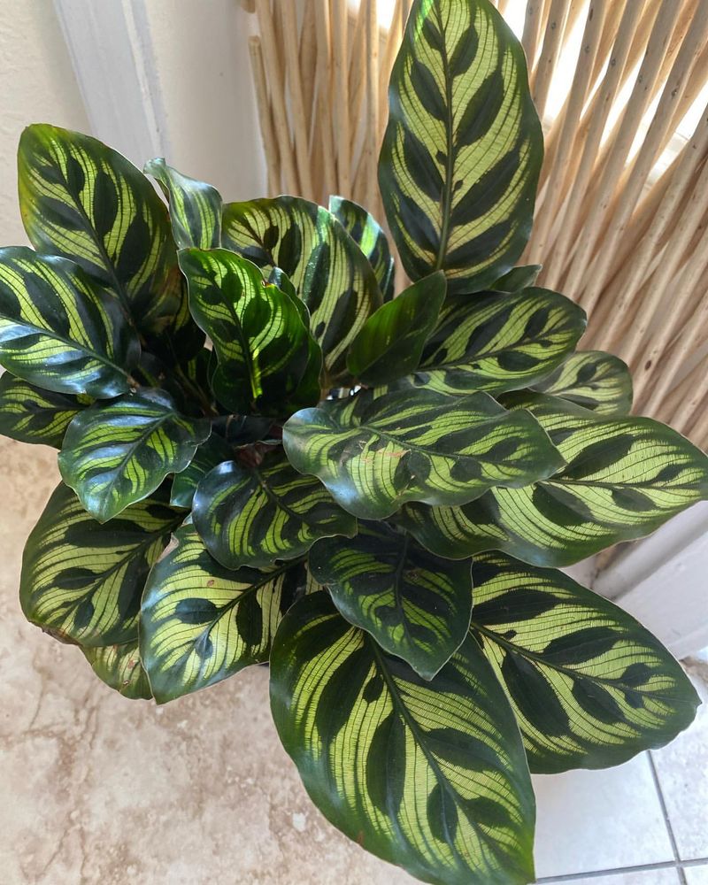 Calathea