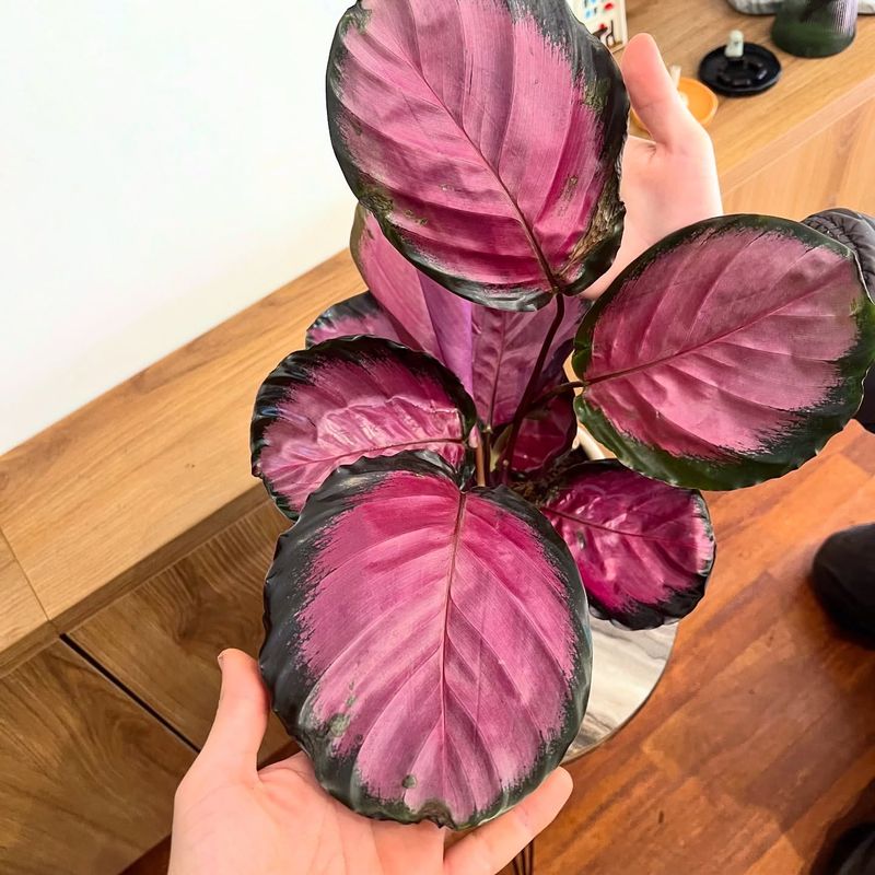 Calathea