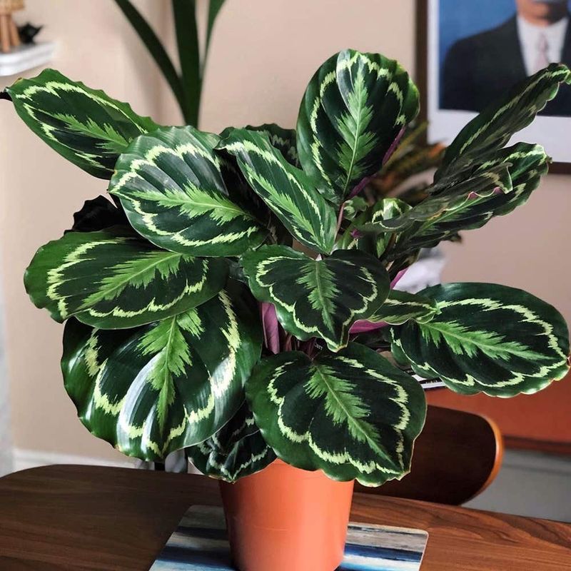 Calathea